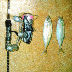 アジほんまアジの巻